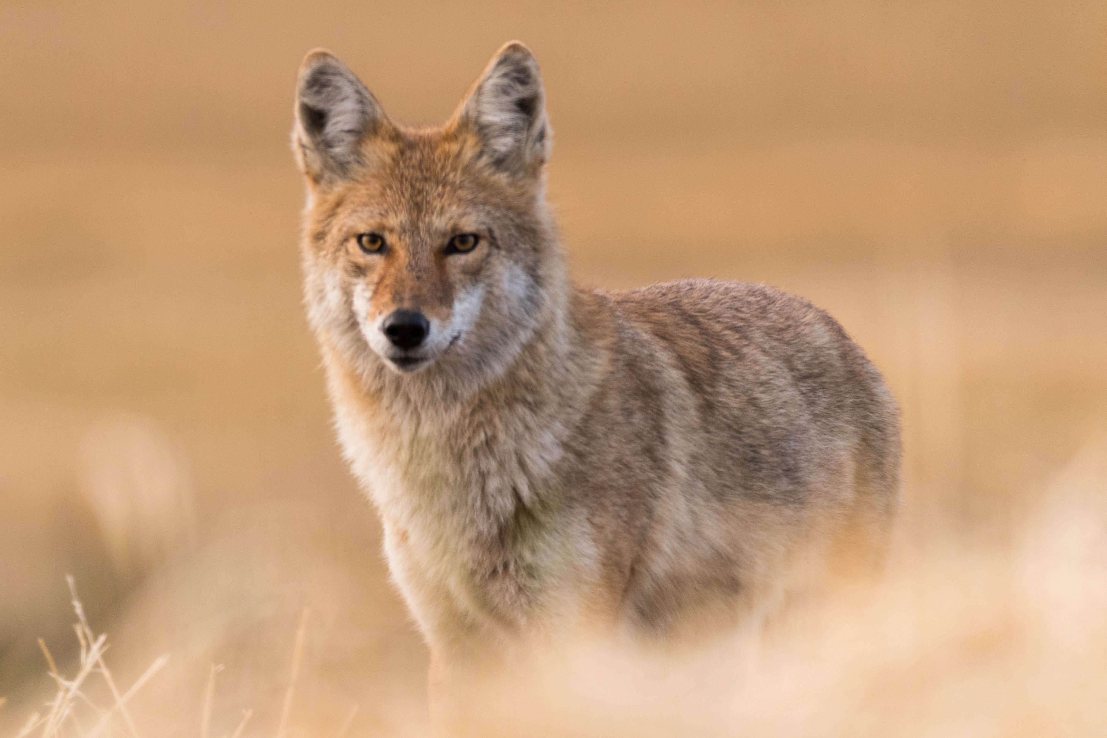 ‘Coyote vs. Acme’ was canned by Warner Bros. But 3 years later, that’s not all folks — editorial image