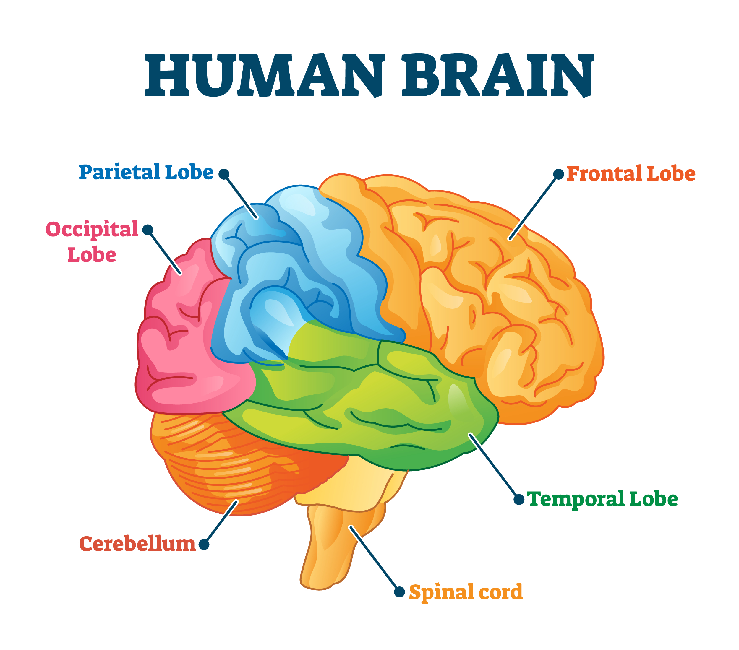 From brain waves to words: a new path to communication without surgery — editorial image