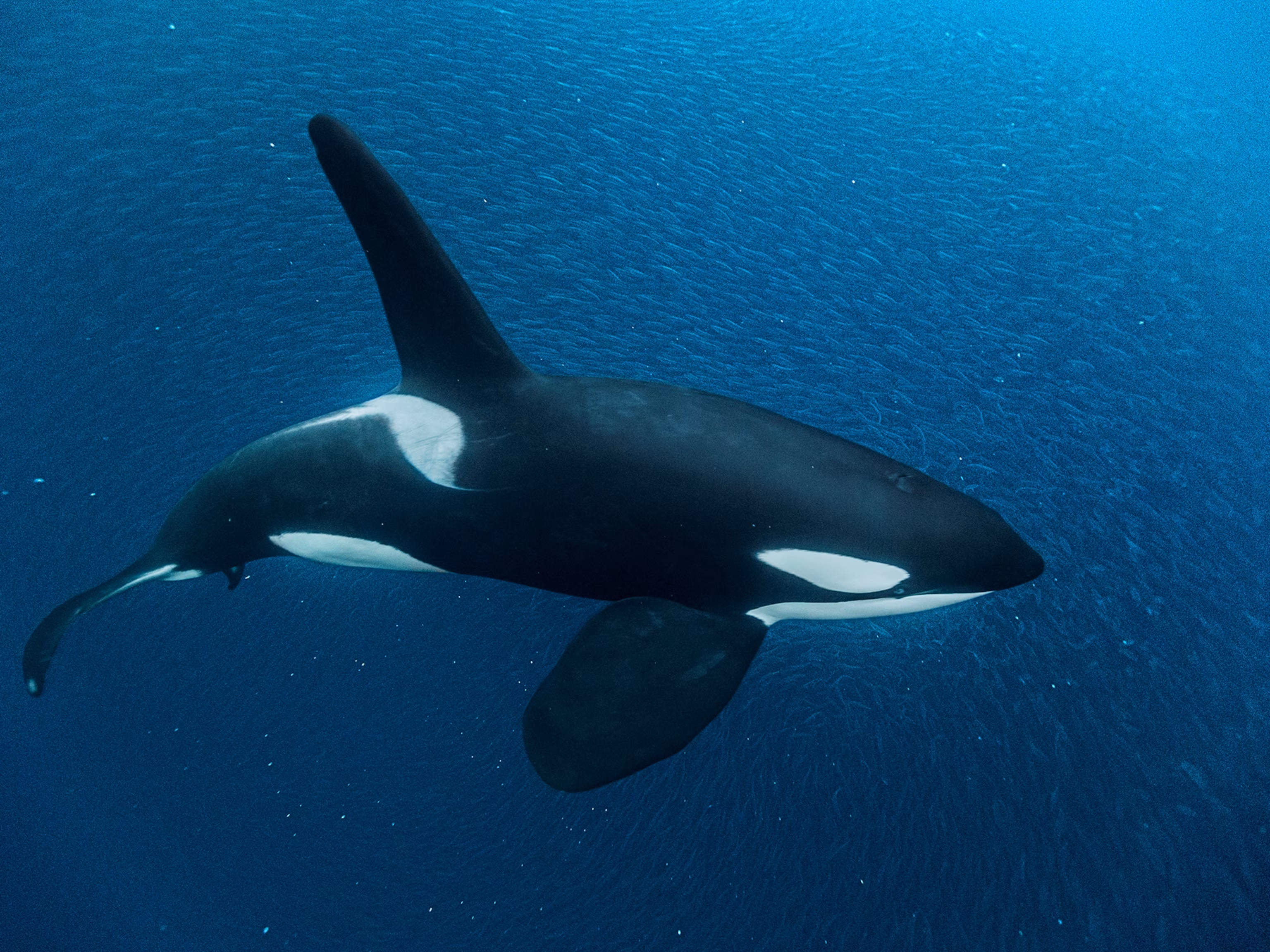 Orca-Bench: How Ready Are Language Model Agents for Oncall? — editorial image