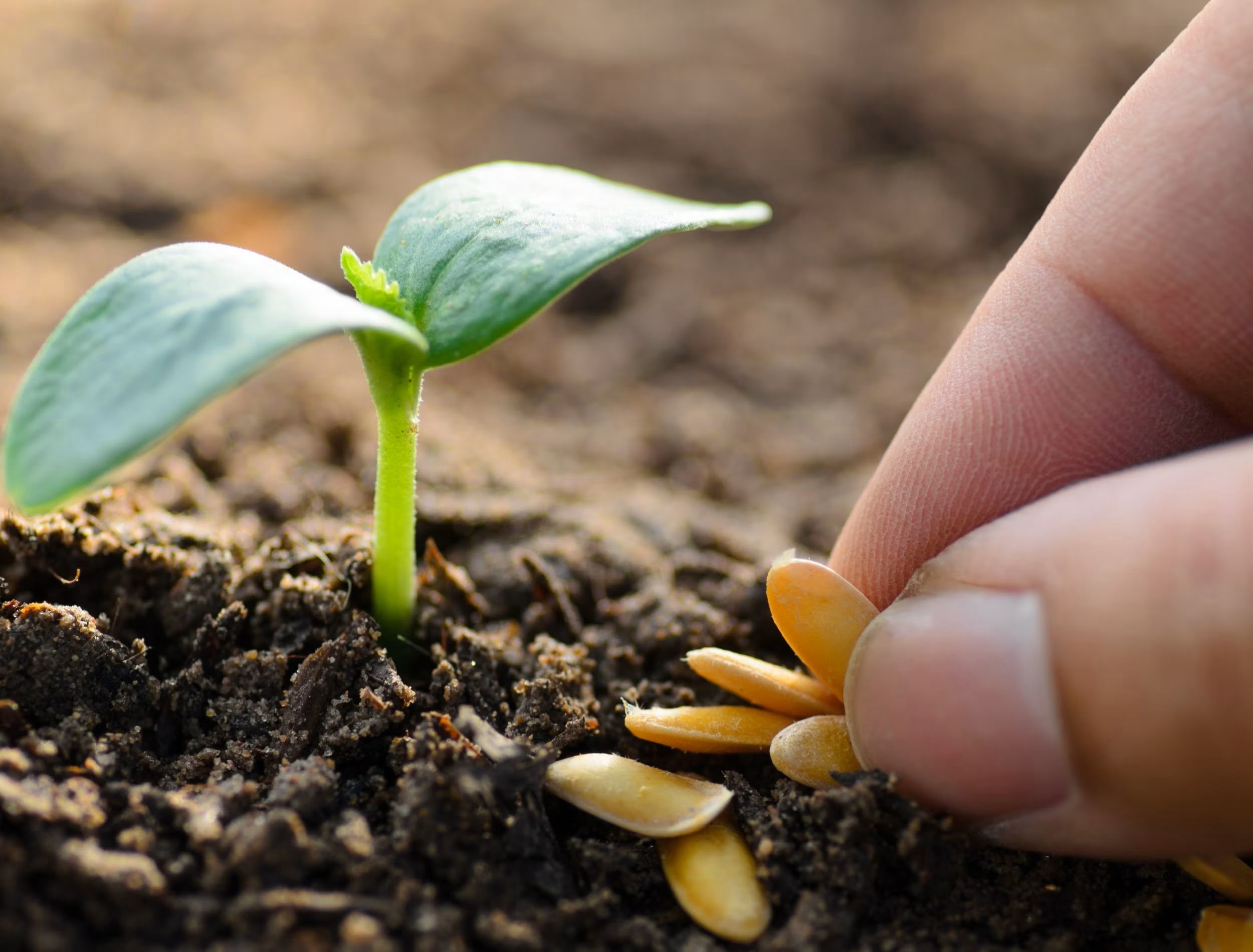 Seed: Minimal, self-modifying agent harness — editorial image