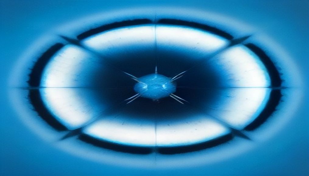The lifesaving secret hidden inside a horseshoe crab's blue blood — editorial image