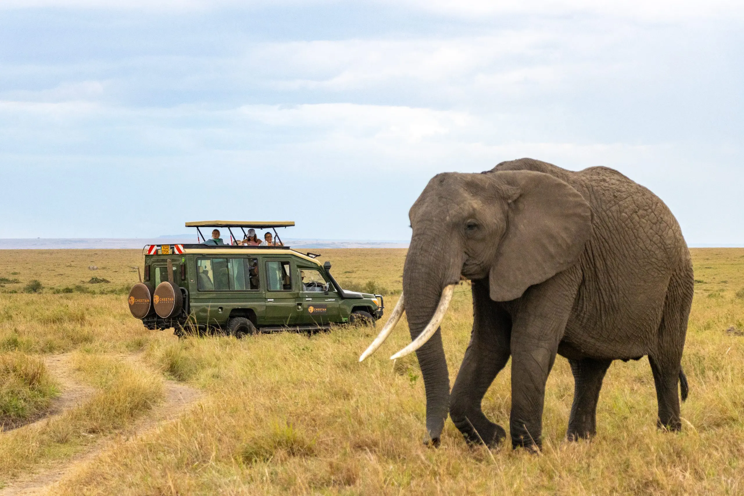 The Safari MCP server for web developers — editorial image